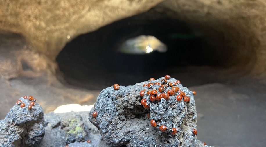 Etna All Around - Grotta lamponi coccinelle