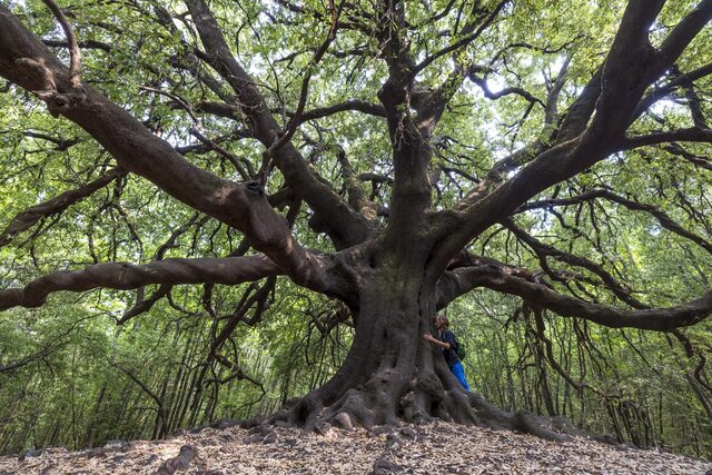 Etna Est - Ilice di Carrinu - albero centenario